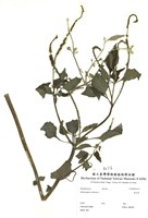 藏品(狗尾草)的圖片